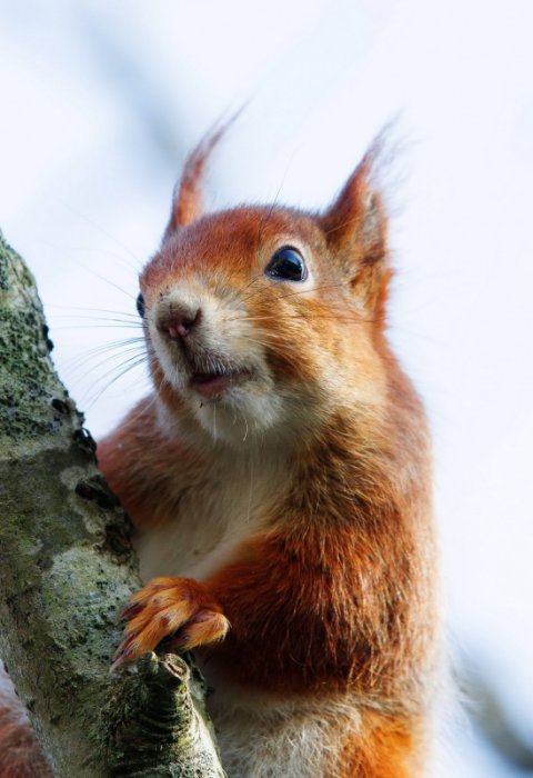 Милые и забавные животные