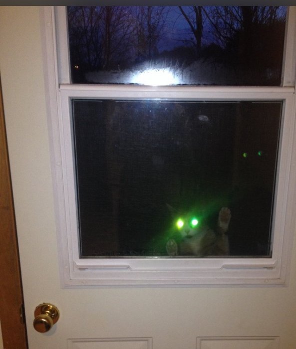 Милые и забавные животные