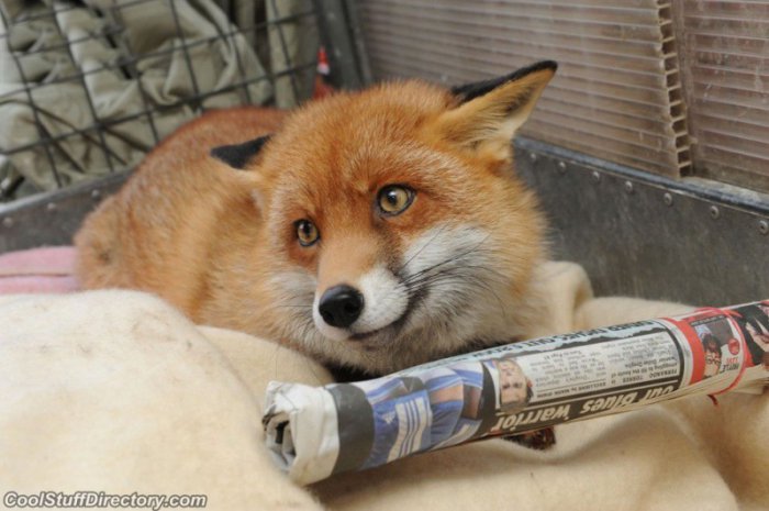 Милые и забавные животные