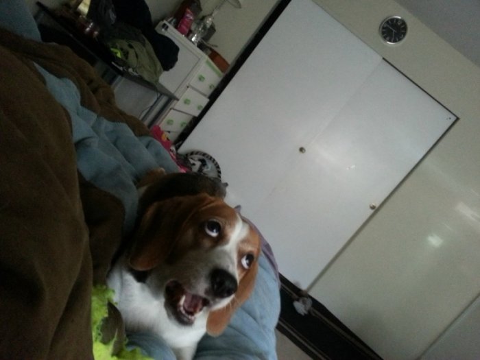 Милые и забавные животные