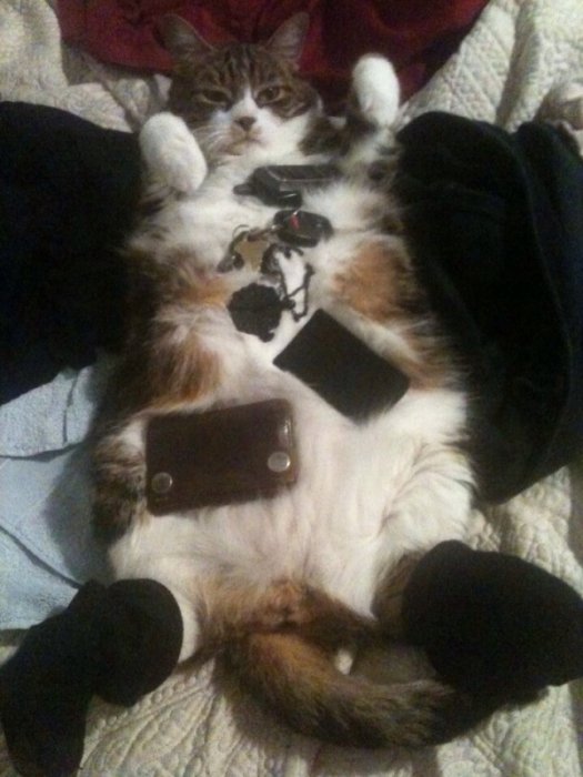 Милые и забавные животные