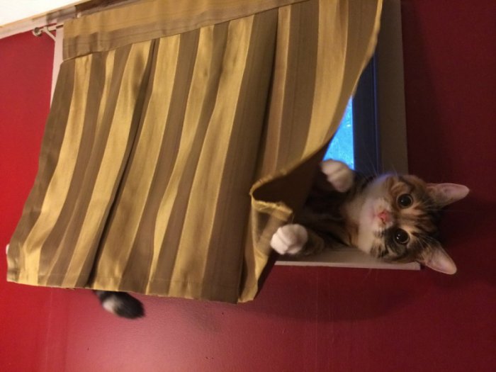 Милые и забавные животные