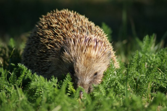 Милые и забавные животные