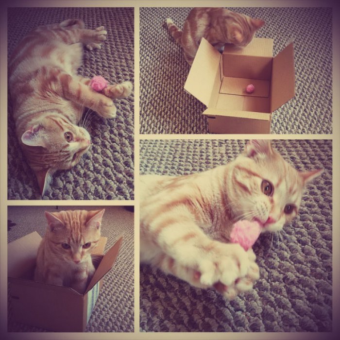 Милые и забавные животные