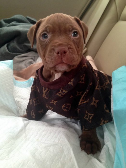 Милые и забавные животные