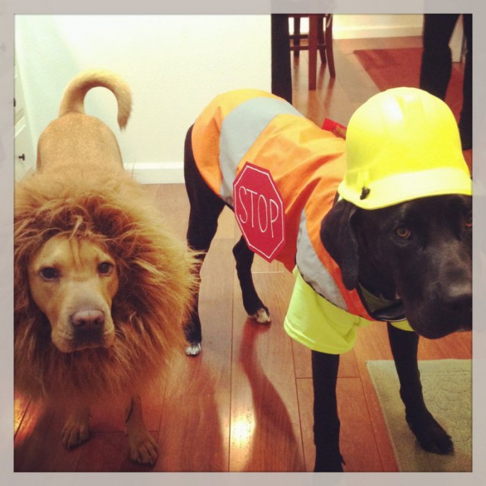 Милые и забавные животные