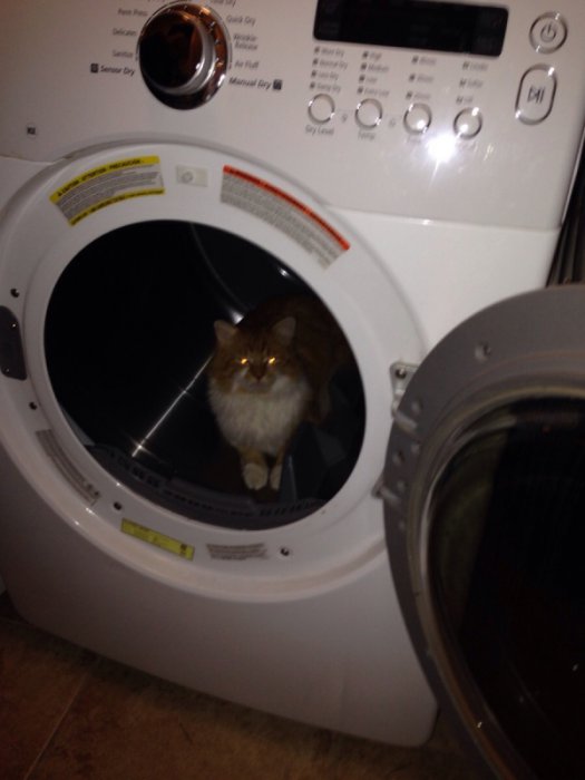 Милые и забавные животные