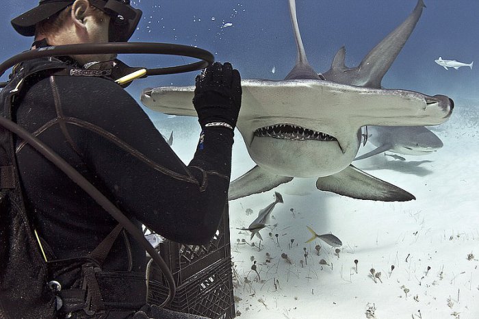 Акула-молот ест из рук дайвера