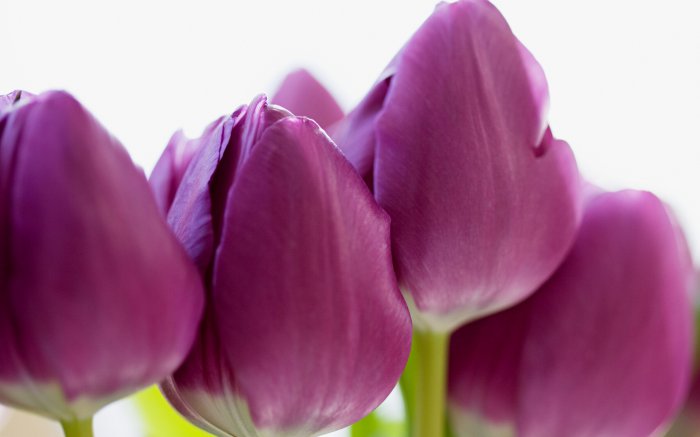 Обои на рабочий стол / Flowers. Wallpaper 5