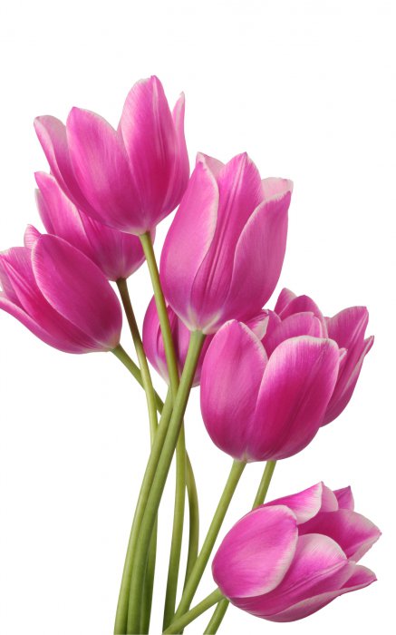 Обои на рабочий стол / Flowers. Wallpaper 5