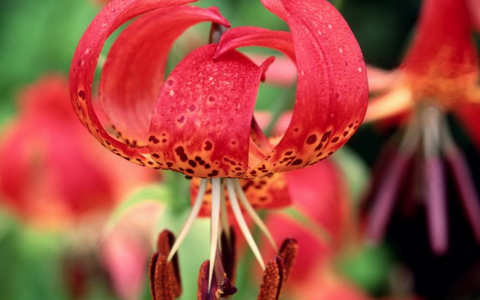 Обои на рабочий стол / Flowers. Wallpaper 5