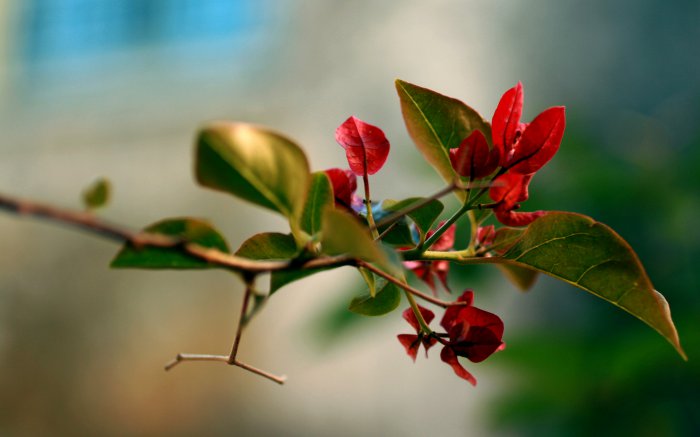 Обои на рабочий стол / Flowers. Wallpaper 5