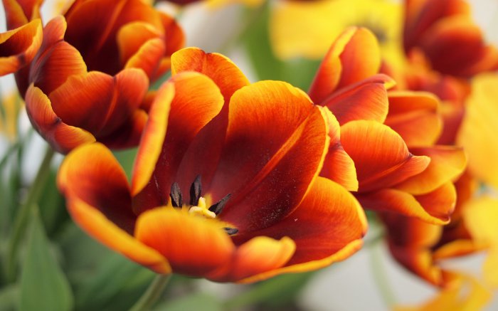 Обои на рабочий стол / Flowers. Wallpaper 5