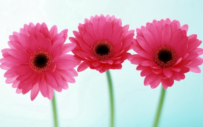 Обои на рабочий стол / Flowers. Wallpaper 5