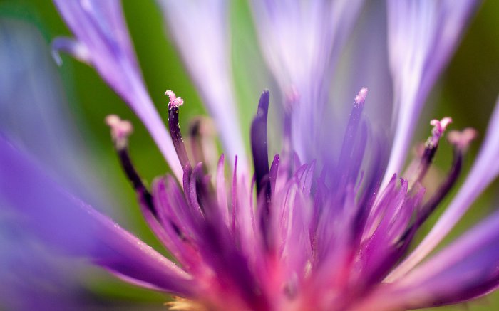 Обои на рабочий стол / Flowers. Wallpaper 5