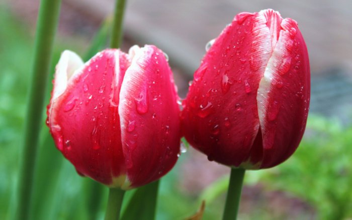 Обои на рабочий стол / Flowers. Wallpaper 5