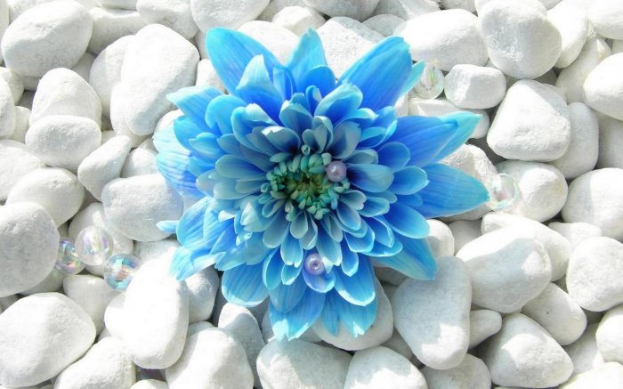 Обои на рабочий стол / Flowers. Wallpaper 5