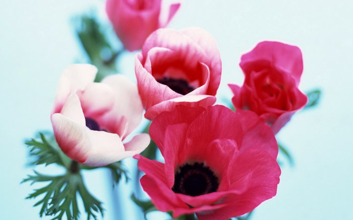 Обои на рабочий стол / Flowers. Wallpaper 5