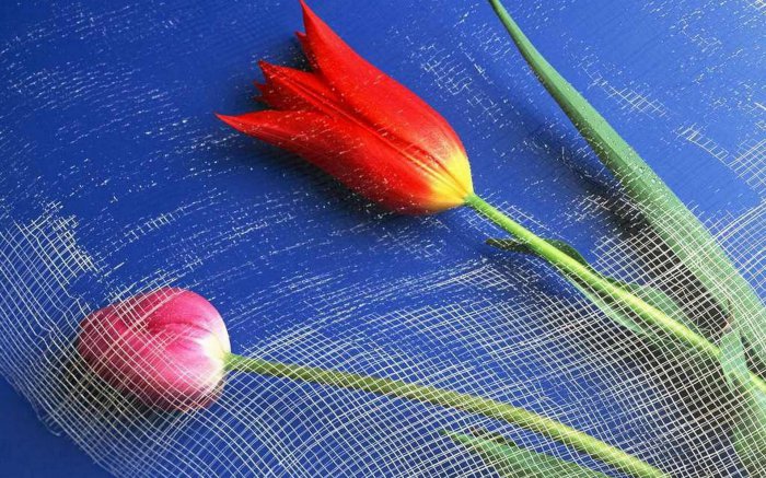 Обои на рабочий стол / Flowers. Wallpaper 5