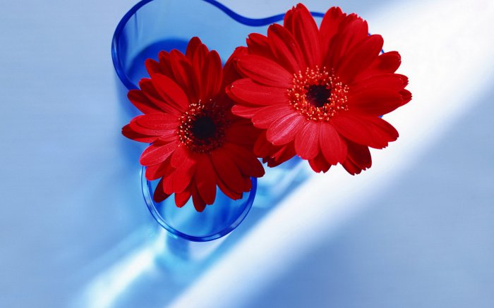 Обои на рабочий стол / Flowers. Wallpaper 5