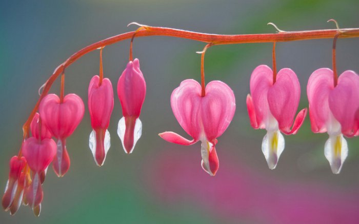 Обои на рабочий стол / Flowers. Wallpaper 5