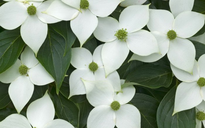 Обои на рабочий стол / Flowers. Wallpaper 5