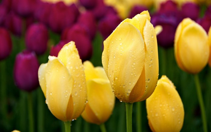 Обои на рабочий стол / Flowers. Wallpaper 5