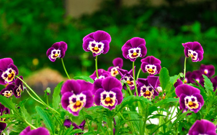 Обои на рабочий стол / Flowers. Wallpaper 5