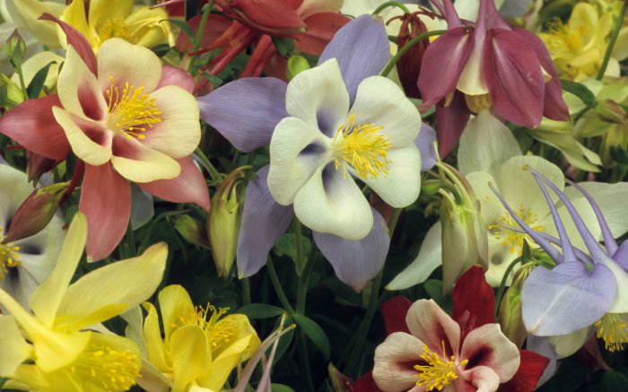 Обои на рабочий стол / Flowers. Wallpaper 5