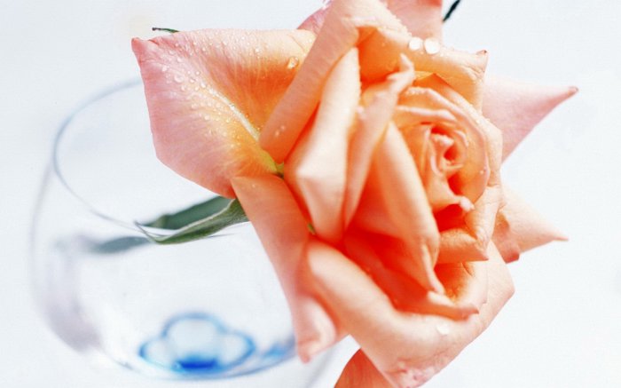 Обои на рабочий стол / Flowers. Wallpaper 5