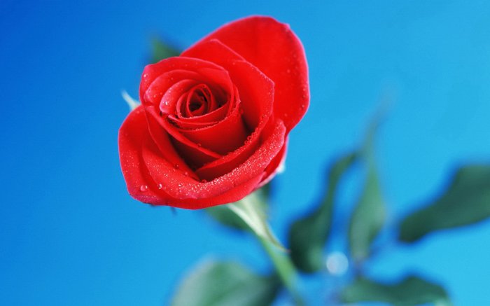 Обои на рабочий стол / Flowers. Wallpaper 5