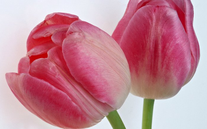 Обои на рабочий стол / Flowers. Wallpaper 5