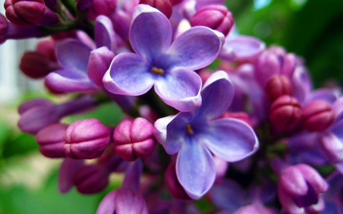 Обои на рабочий стол / Flowers. Wallpaper 5