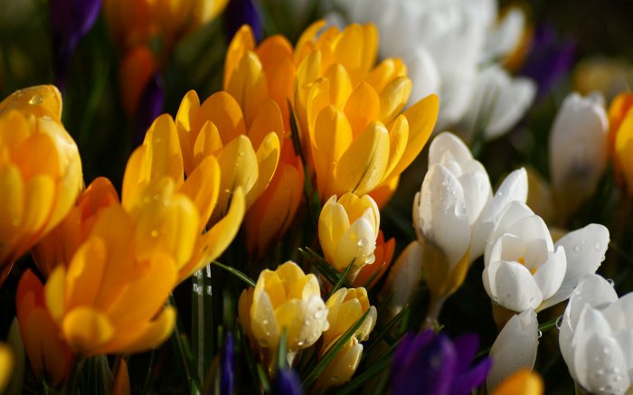 Обои на рабочий стол / Flowers. Wallpaper 5