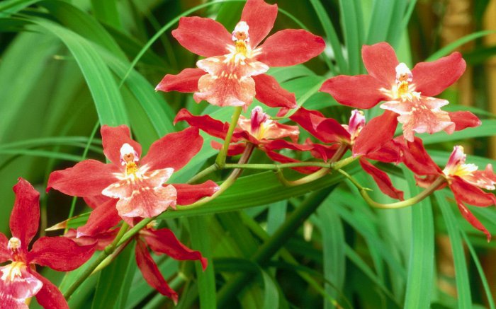 Обои на рабочий стол / Flowers. Wallpaper 5