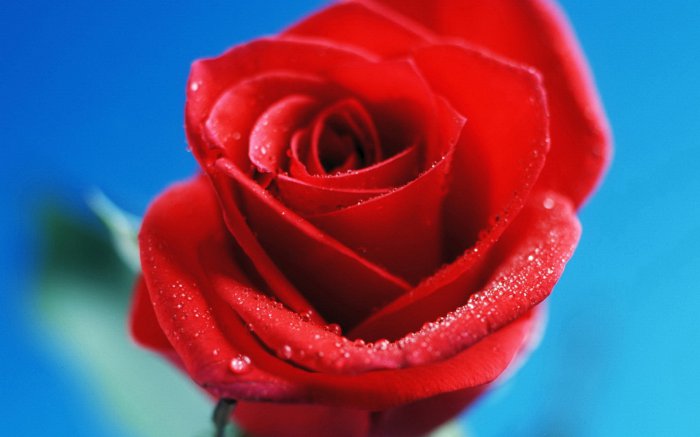 Обои на рабочий стол / Flowers. Wallpaper 5