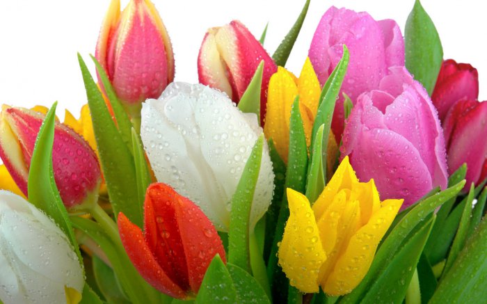 Обои на рабочий стол / Flowers. Wallpaper 5