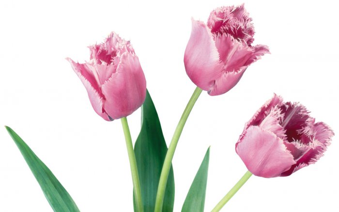 Обои на рабочий стол / Flowers. Wallpaper 5