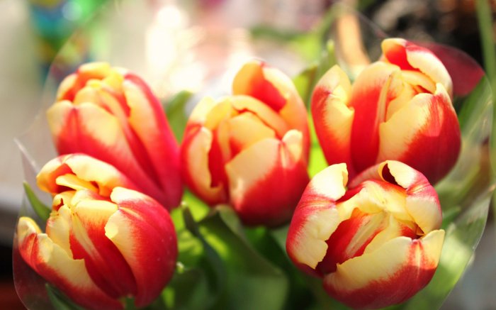 Обои на рабочий стол / Flowers. Wallpaper 5