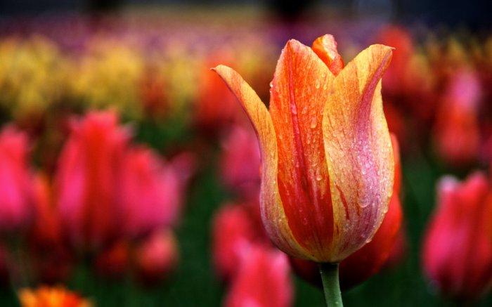 Обои на рабочий стол / Flowers. Wallpaper 5