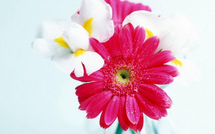 Обои на рабочий стол / Flowers. Wallpaper 5