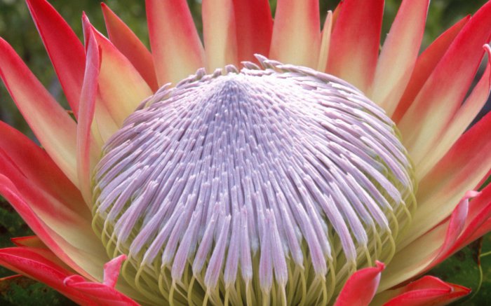 Обои на рабочий стол / Flowers. Wallpaper 5