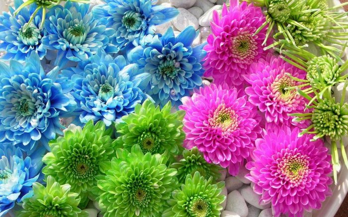 Обои на рабочий стол / Flowers. Wallpaper 5