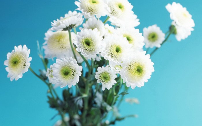 Обои на рабочий стол / Flowers. Wallpaper 5