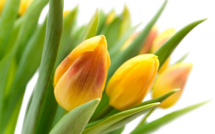 Обои на рабочий стол / Flowers. Wallpaper 5