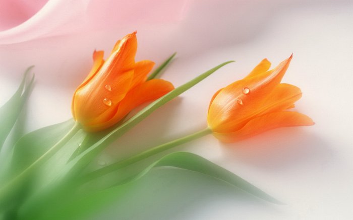 Обои на рабочий стол / Flowers. Wallpaper 5