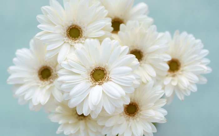 Обои на рабочий стол / Flowers. Wallpaper 5