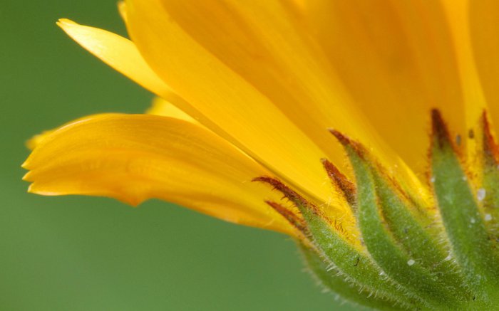 Обои на рабочий стол / Flowers. Wallpaper 5