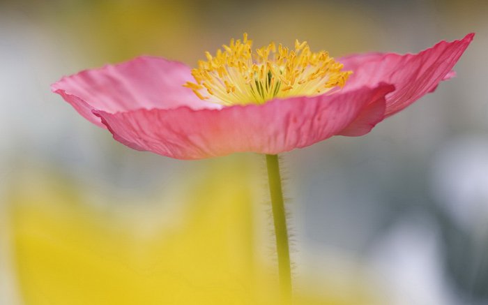 Обои на рабочий стол / Flowers. Wallpaper 5