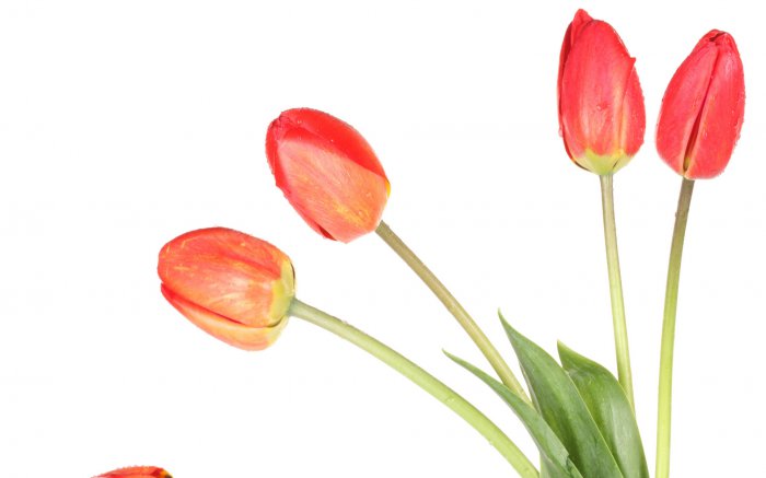 Обои на рабочий стол / Flowers. Wallpaper 5